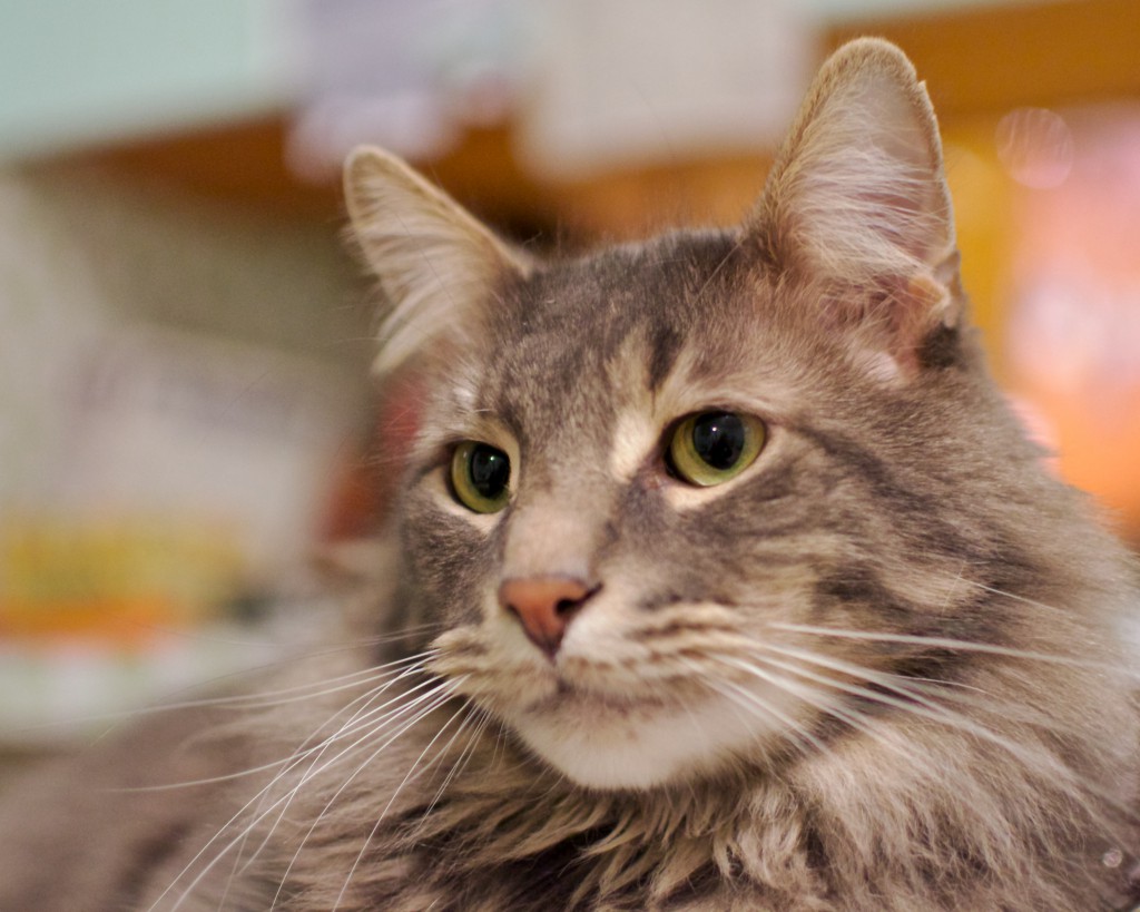 Noah-close-up