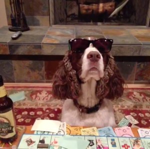 Jenny the Springer Spaniel